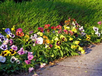 Pansies Along German St.