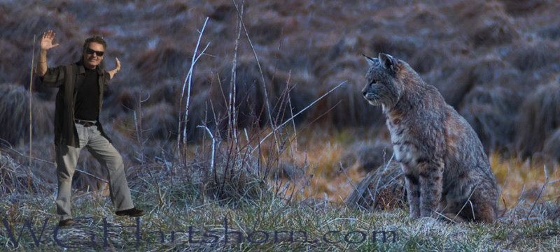 Will meets Bobcat in Meadow 