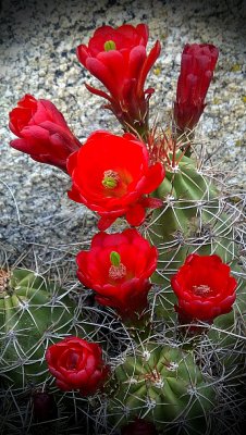 New Life in the Desert