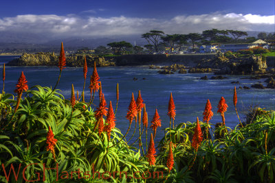 Pacific Grove Monterey