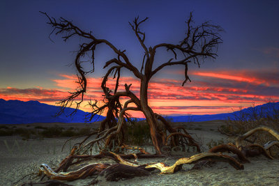 Ghost Tree Death Valley