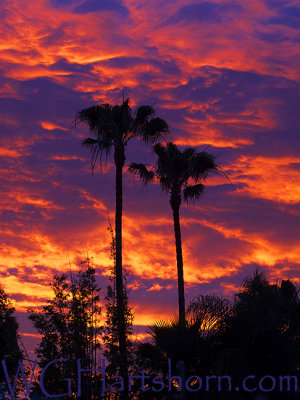 Sunset Silhouettes