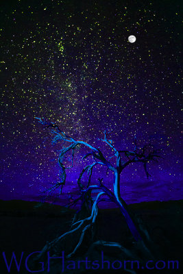 Ghost Tree Starlight Blue