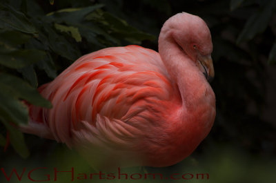 Flamingo Flirt