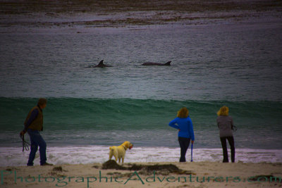 Adventurous Carmel Dolphins