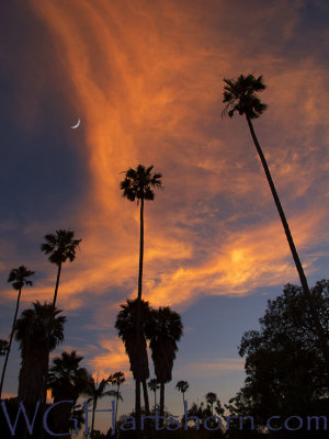 Crescent Palms Sunset