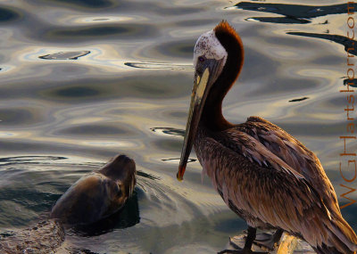 Sea Lion Pelican Meetup