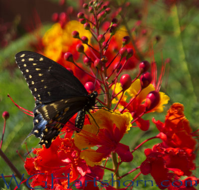 Wildflower Butterfly