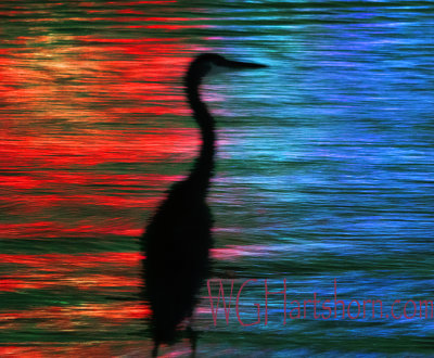 Egret Silhouette Abstraction