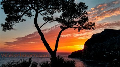 Capri Lone Cypress