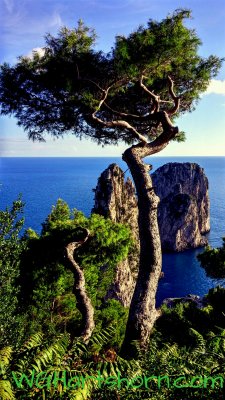 Cypress to Faraglioni Rocks 