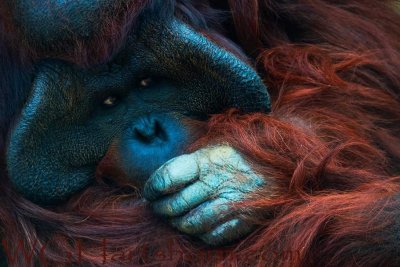 Orangutan Contemplating