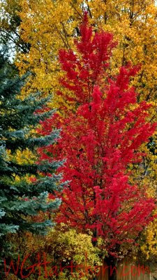 Autumn in Aspen Colorado
