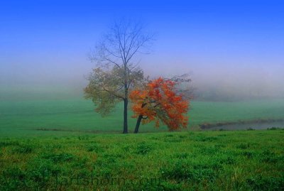 Foggy Meadows
