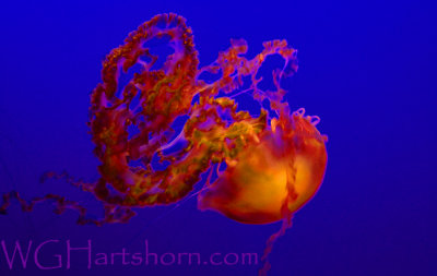 Jellyfish Dragon