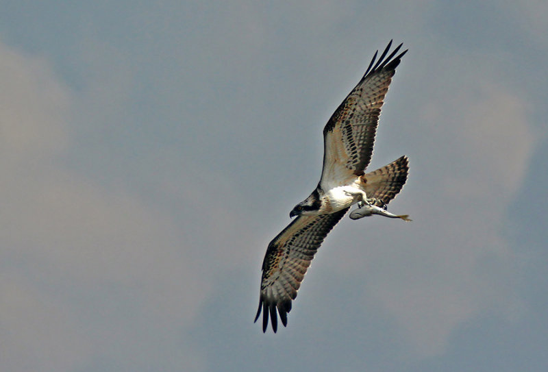 Falco Pescatore - Osprey