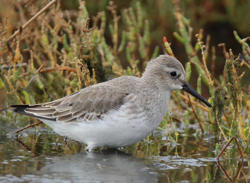 Piovanello Pancianera - Dunlin