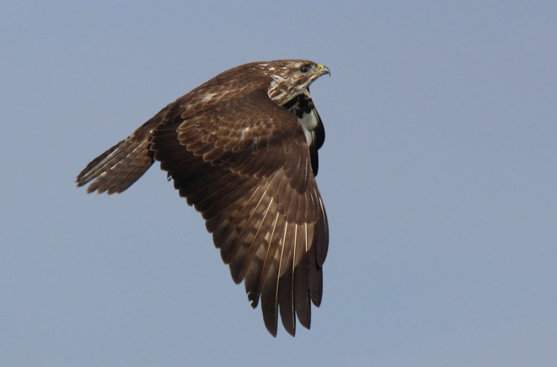 Poiana - Common Buzzard