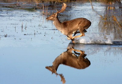 Fallow-deer running