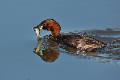 Tuffetto - Little Grebe