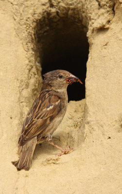 Passero con preda - House Sparrow with prey