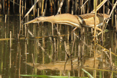 Tarabusino - Little Bittern