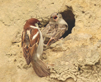 Accoppiamento di Passeri - House Sparrow mating