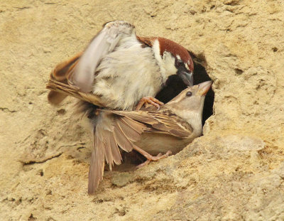 Accoppiamento di Passeri - House Sparrow mating