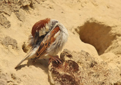 Passero - House Sparrow