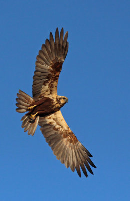 Falco di Palude - Marsh Harrier
