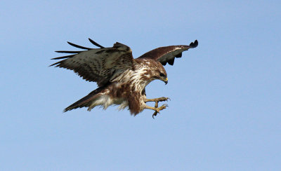 Poiana - Common Buzzard