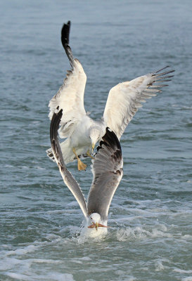 Gabbiano Reale- Yellow legged Gull