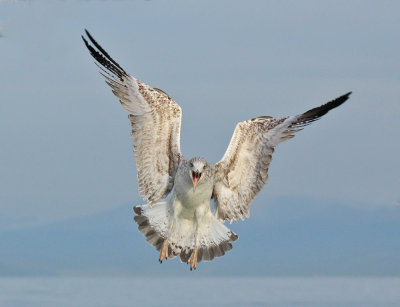 Gabbiano Reale- Yellow legged Gull