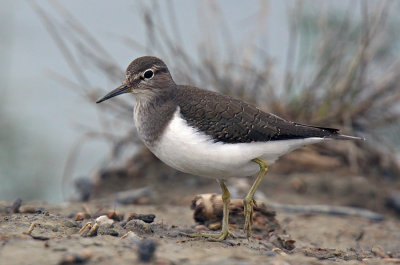 Piro Piro piccolo - Common Sandpiper