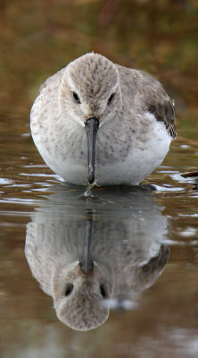 Piovanello Pancianera - Dunlin