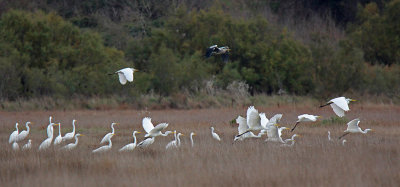 Great White Egrets