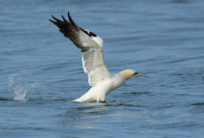 Sula  - Gannet 