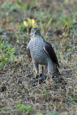 Sparviere con preda - Sparrowhawk with prey