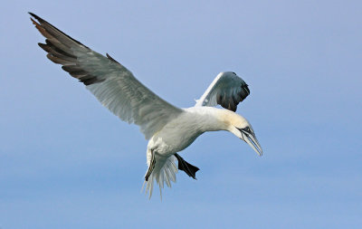 Sula  - Gannet 