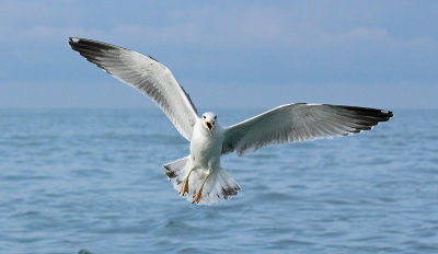 Gabbiano Reale- Yellow legged Gull