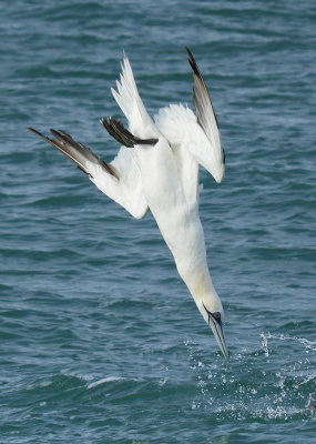 Sula  - Gannet 