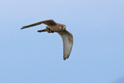 Gheppio con preda - Kestrel with prey