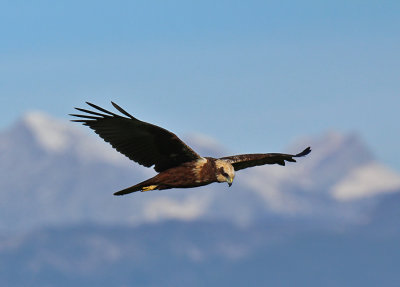 Falco di palude - Marsh Harrier