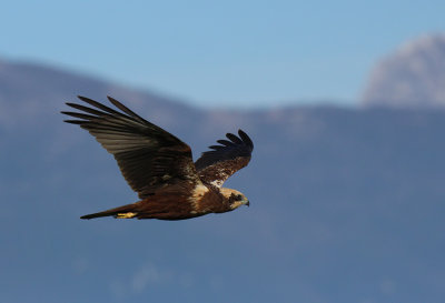 Falco di palude - Marsh Harrier