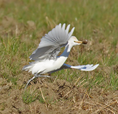 Airone Guardabuoi con preda - Cattle Heron with prey