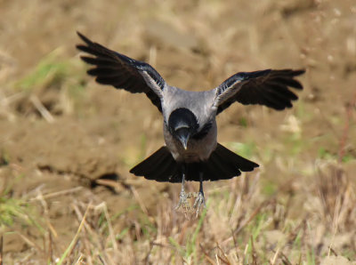 Cornacchia Grigia - Carrion Crow