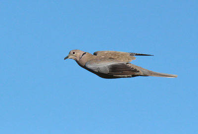 Tortora dal collare - Collared Dove