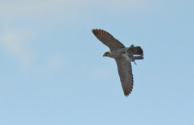 Falco Pellegrino con preda - Peregrine with prey