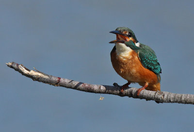 Martin Pescatore - Kingfisher