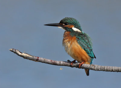 Martin Pescatore - Kingfisher